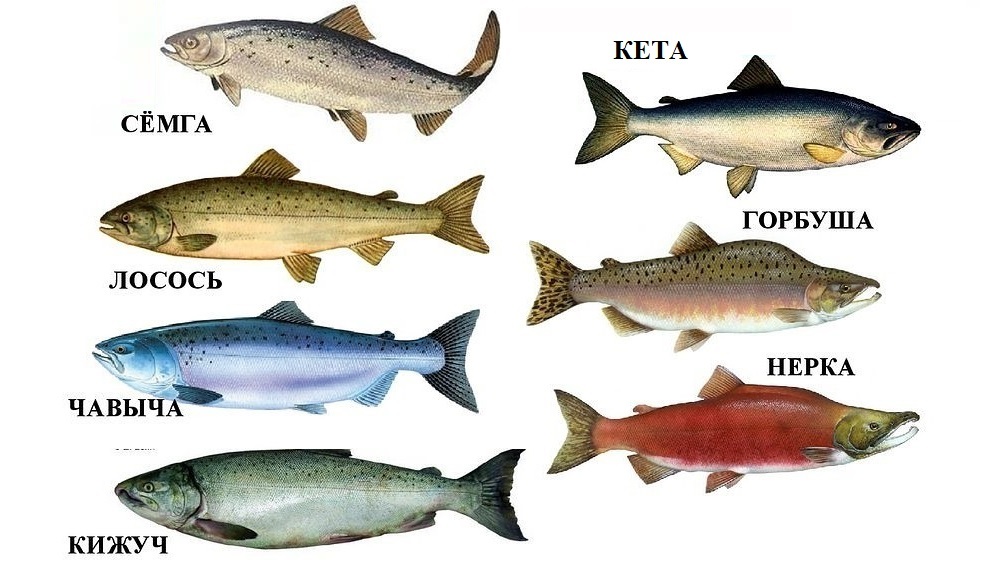 Семейство лососевых рыб