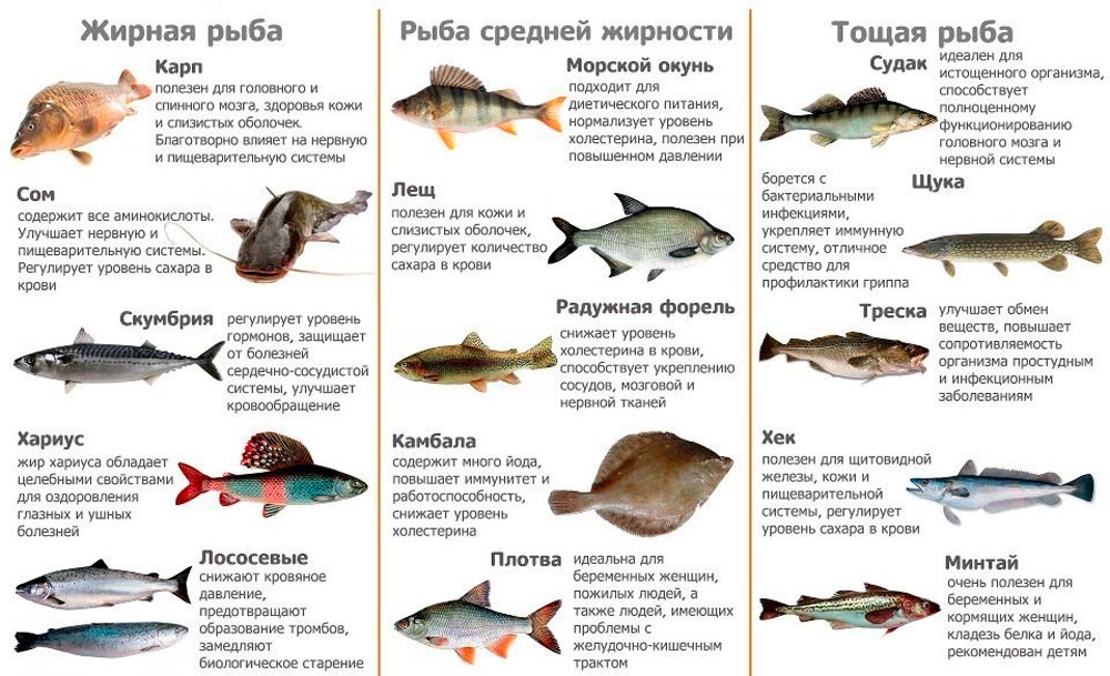Характеристика рыб