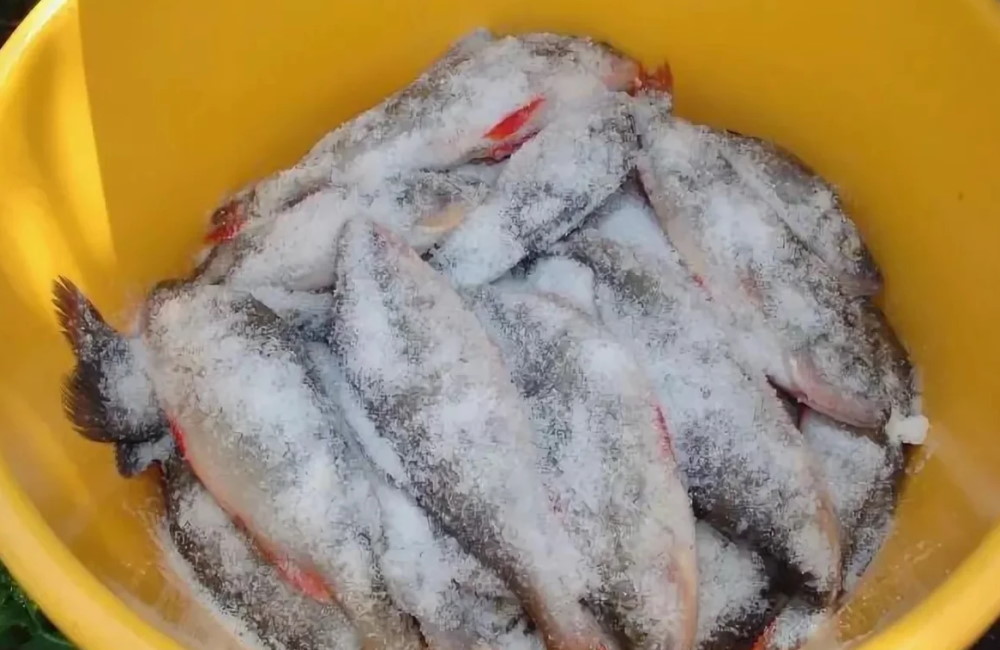 Рыбу засыпали слоем соли