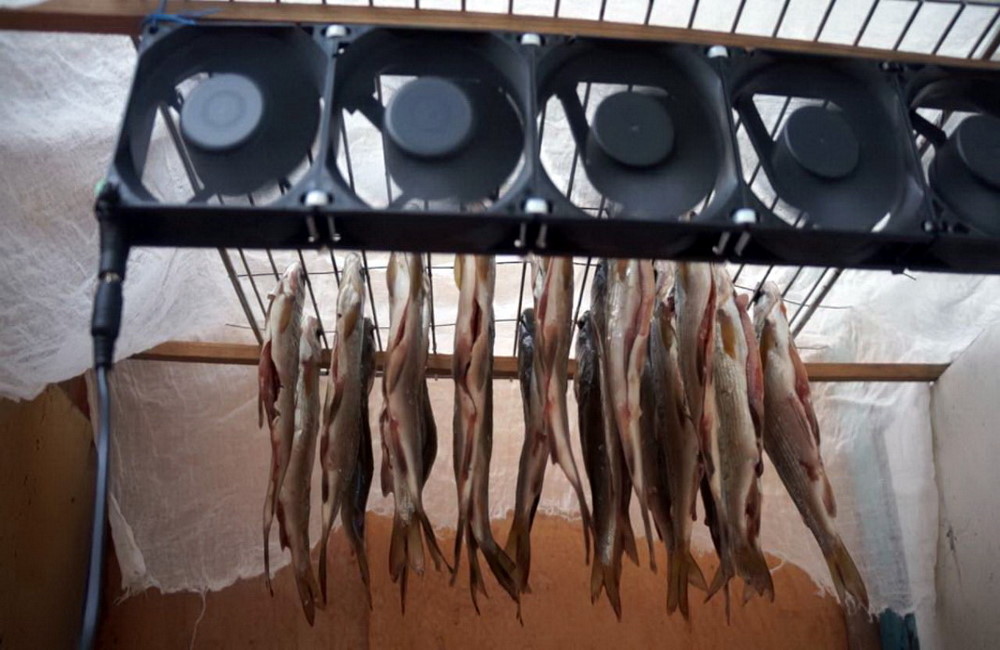 Рыба сушиться под вентиляторами 