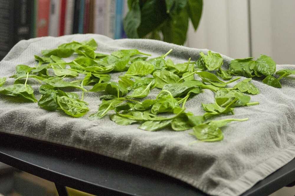 Листья зеленого базилика разложены на полотенце