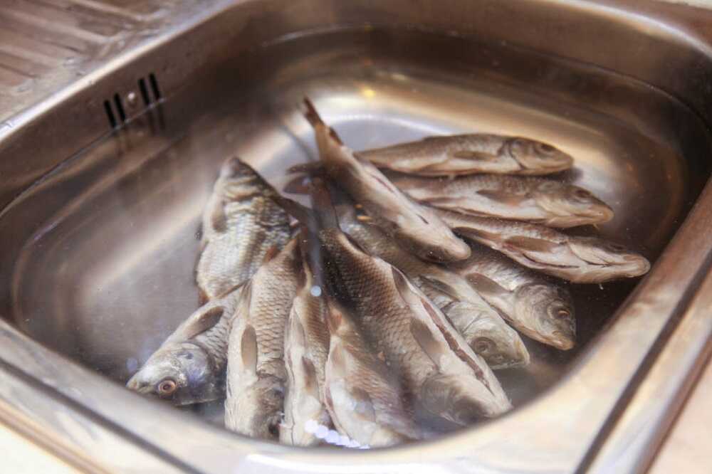 Рыба в раковине с водой