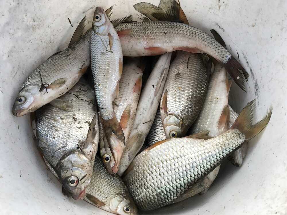 Свежий улов рыбы