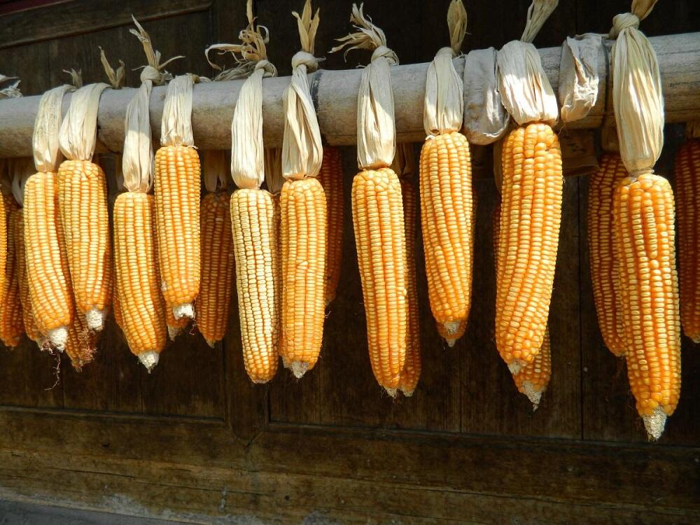 Початки кукурузы висят на палке