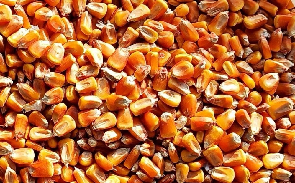 Сухие зерна кукурузы