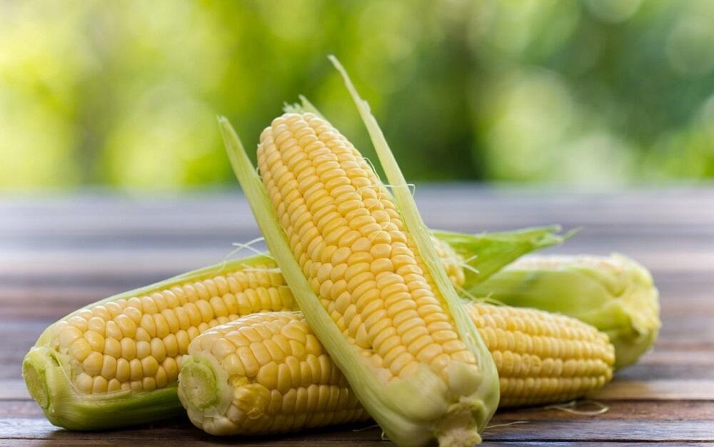 Три свежих початка кукурузы