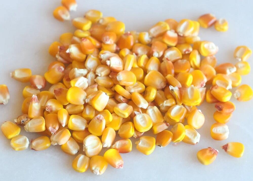 Зерна сушеной кукурузы