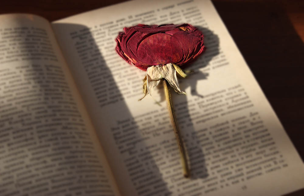 Роза в книге