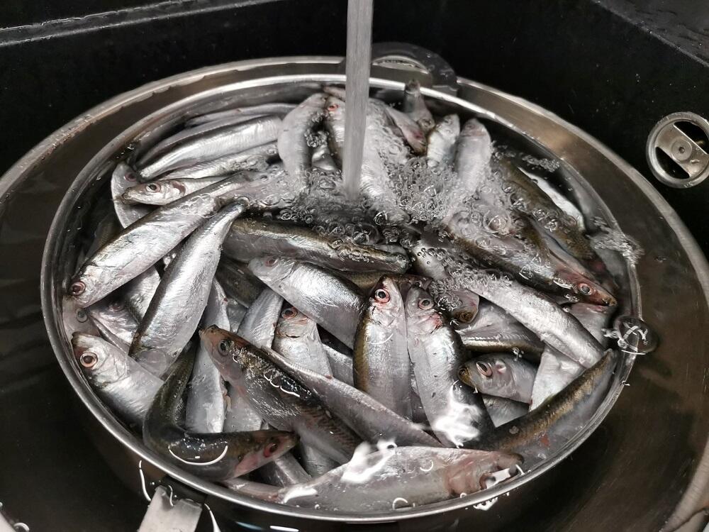 Мелкая рыба в раковине