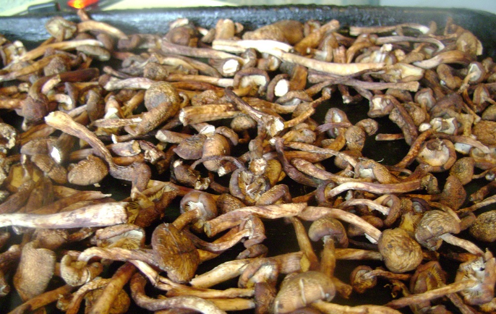 Противень с сушеными грибами