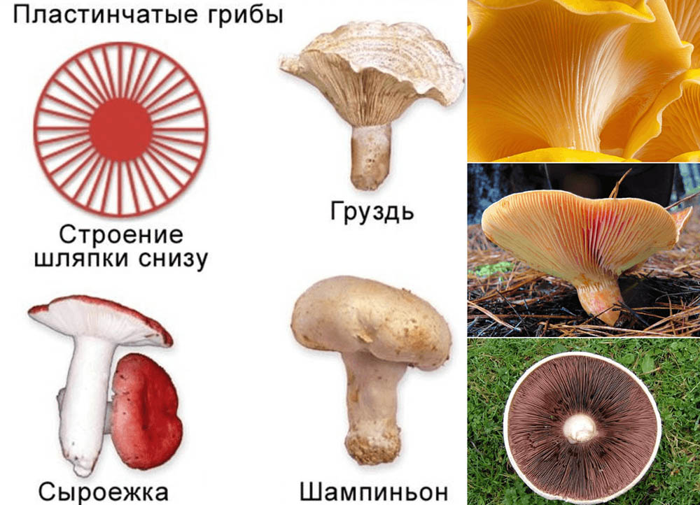 Пластинчатый вид грибов