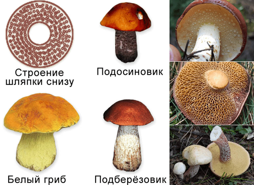 Трубчатый вид грибов